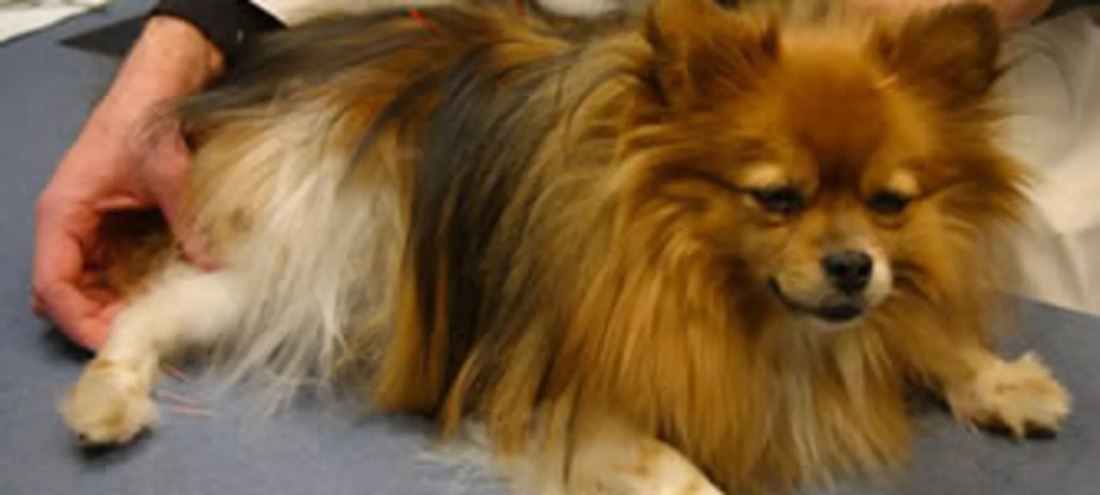 brown dog receiving acupuncture therapy